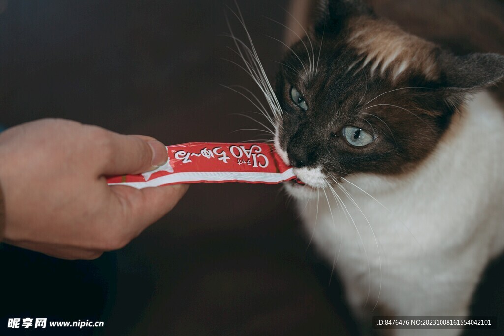 猫