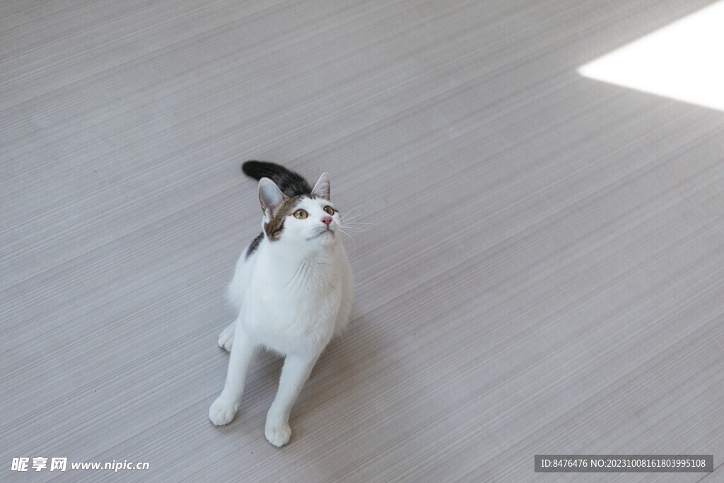 猫