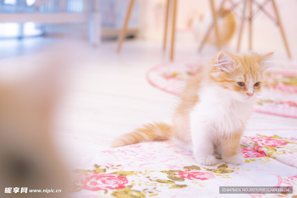 猫