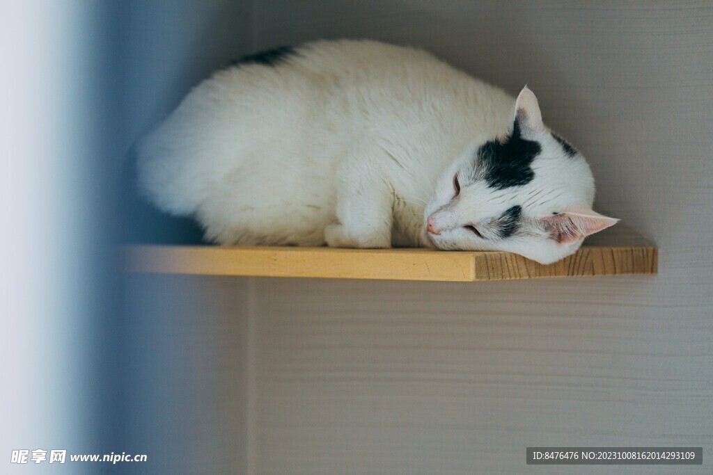 猫