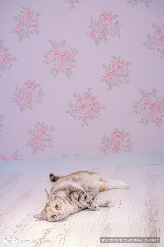 猫