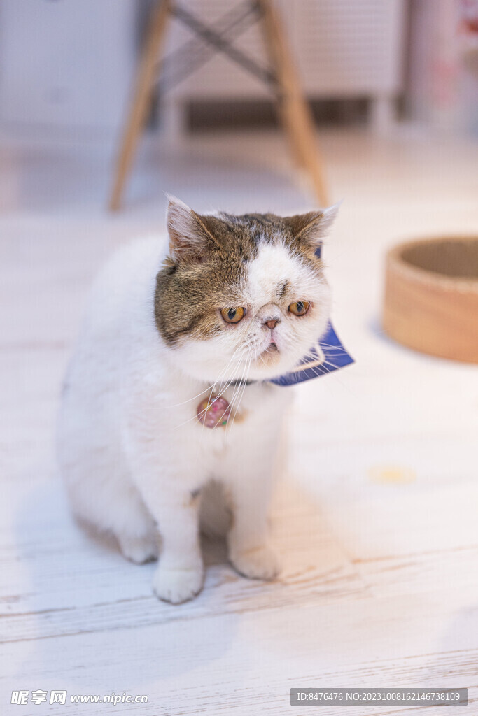 猫