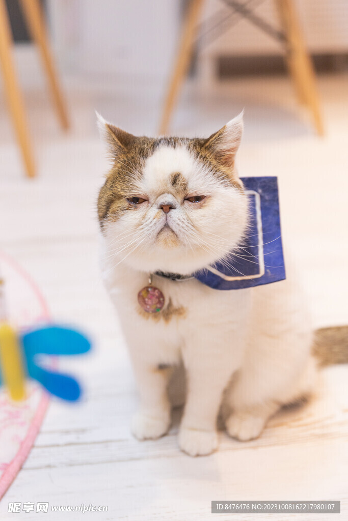 猫