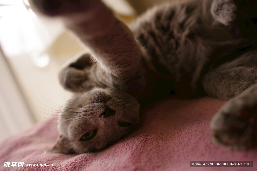 猫