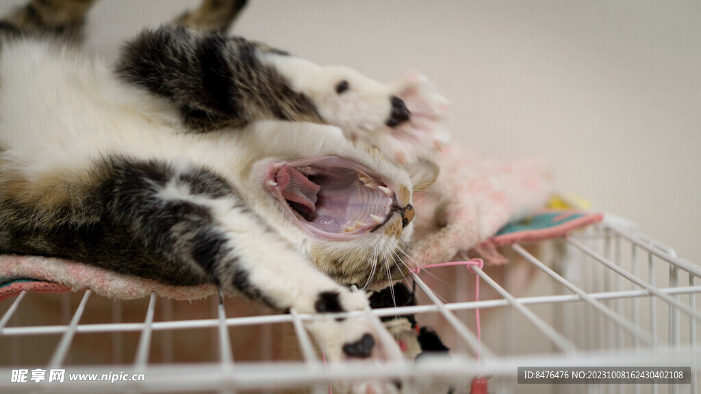 猫