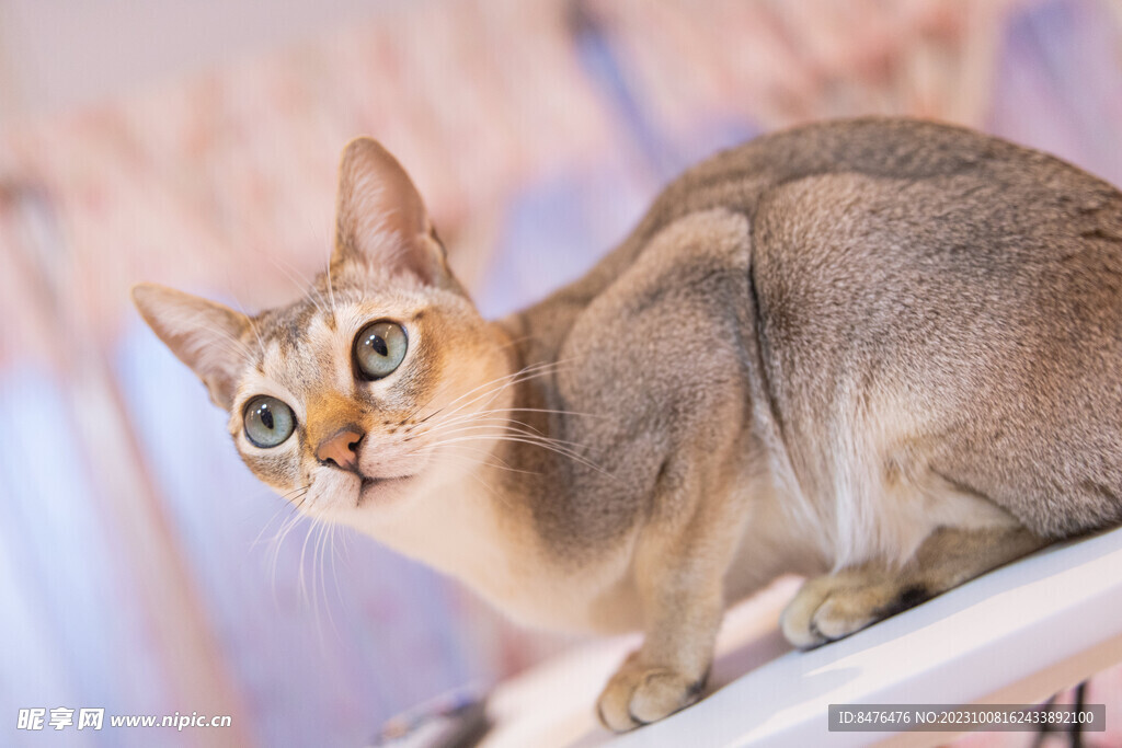 猫