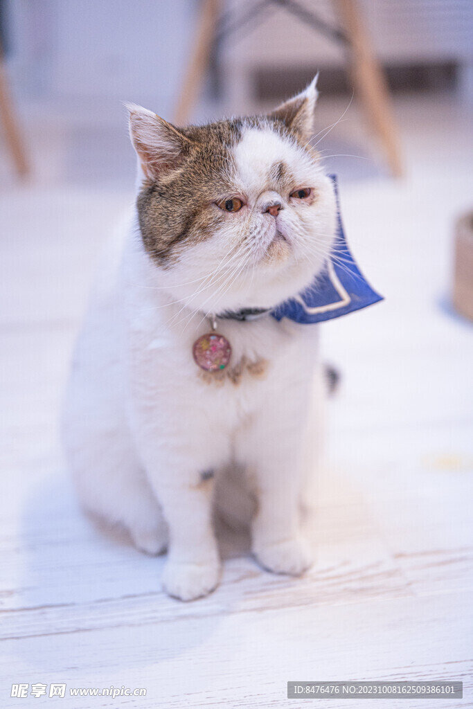 猫