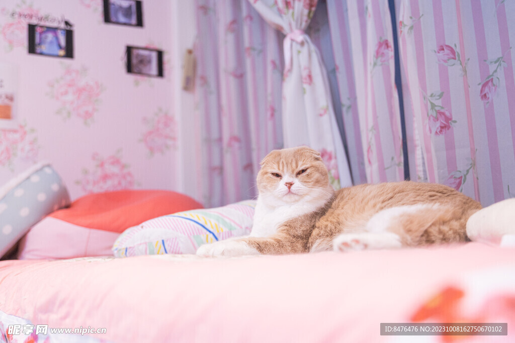 猫