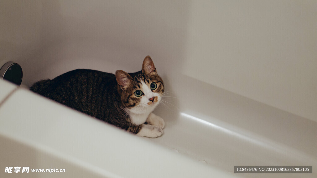 猫