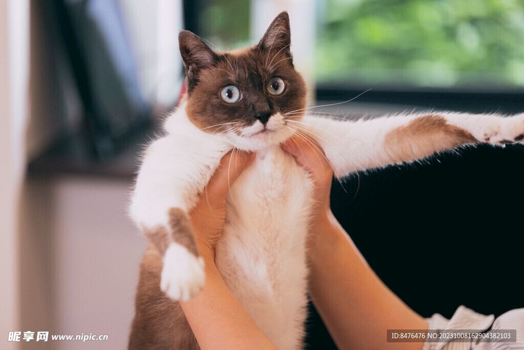 猫