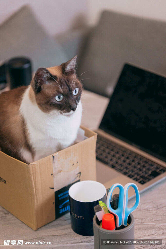 猫