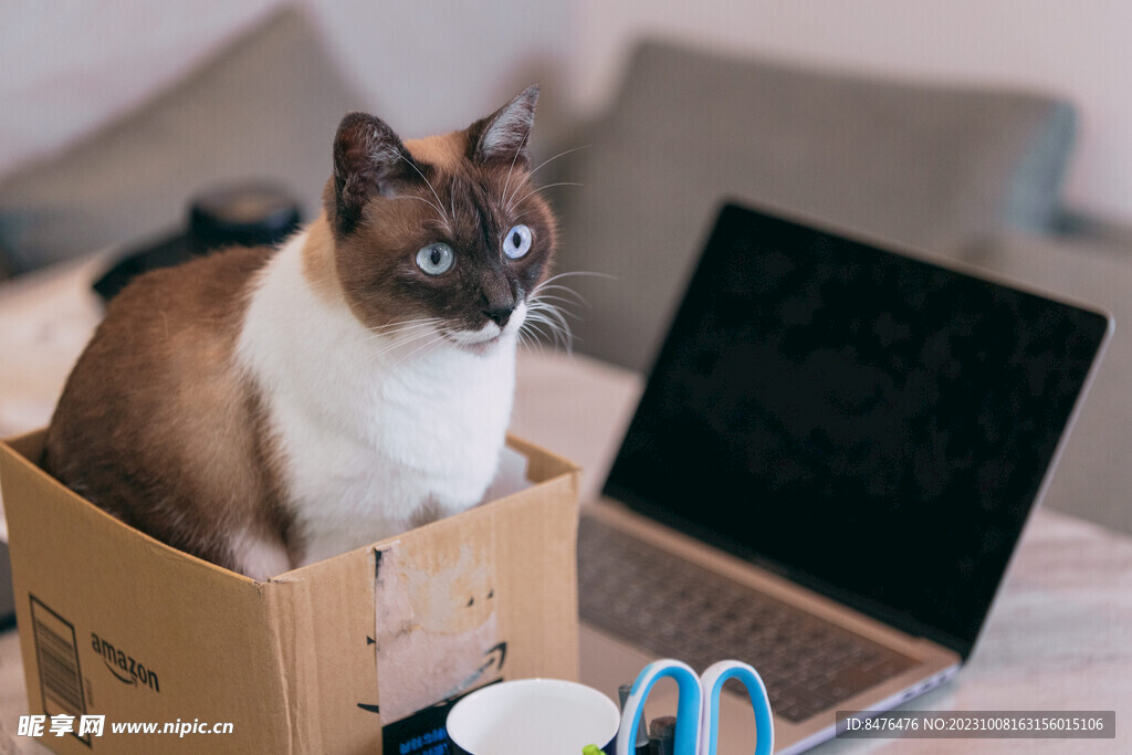 猫