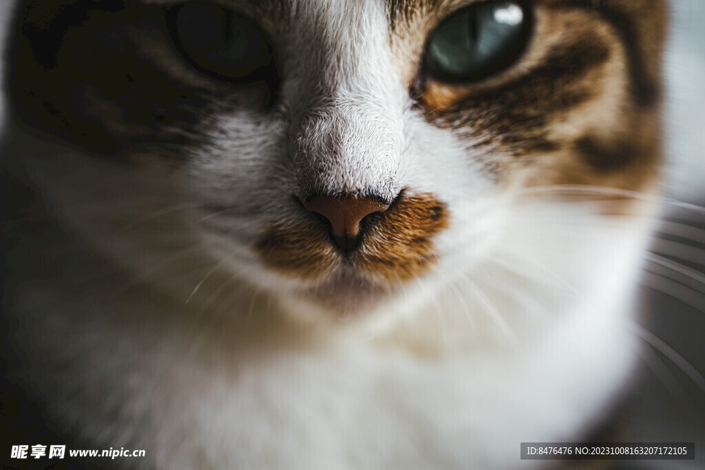 猫