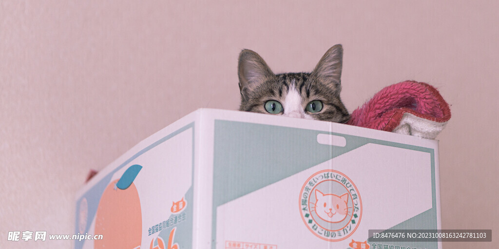 猫