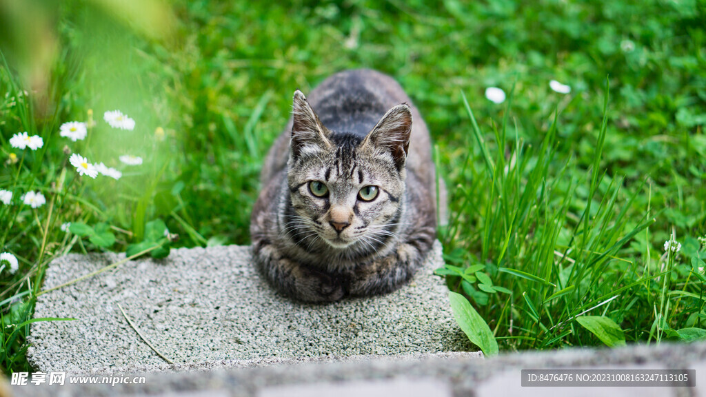 猫