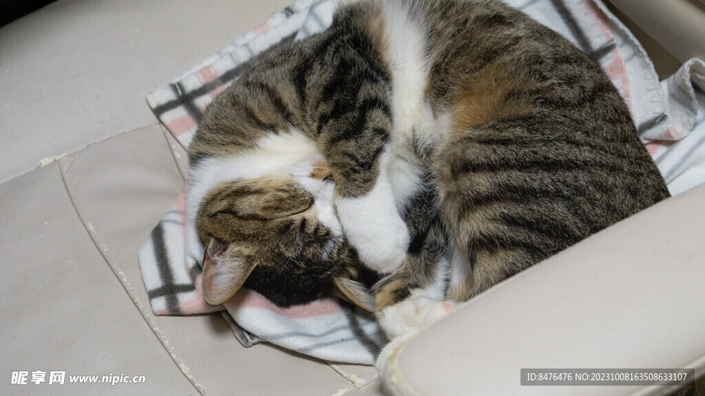 猫