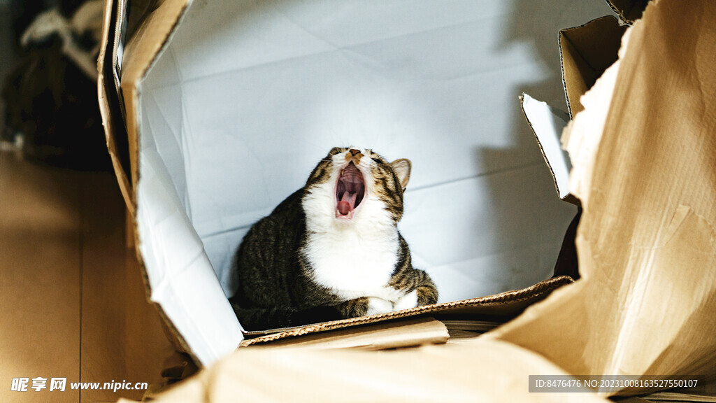 猫