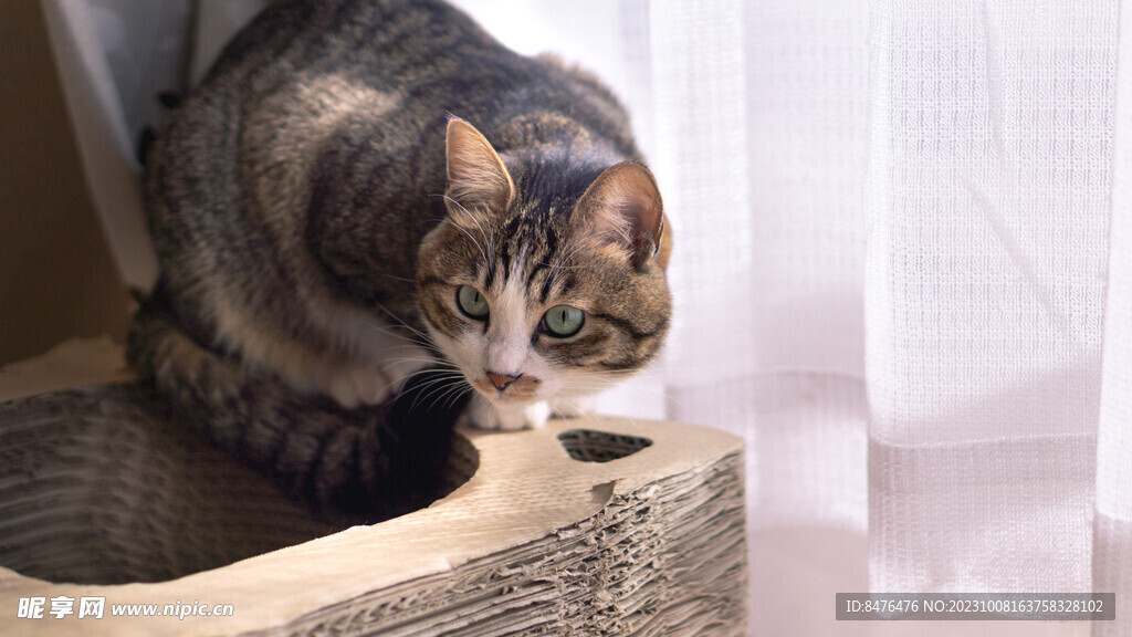 猫