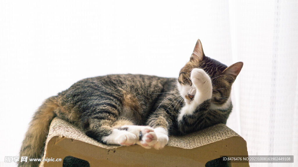 猫