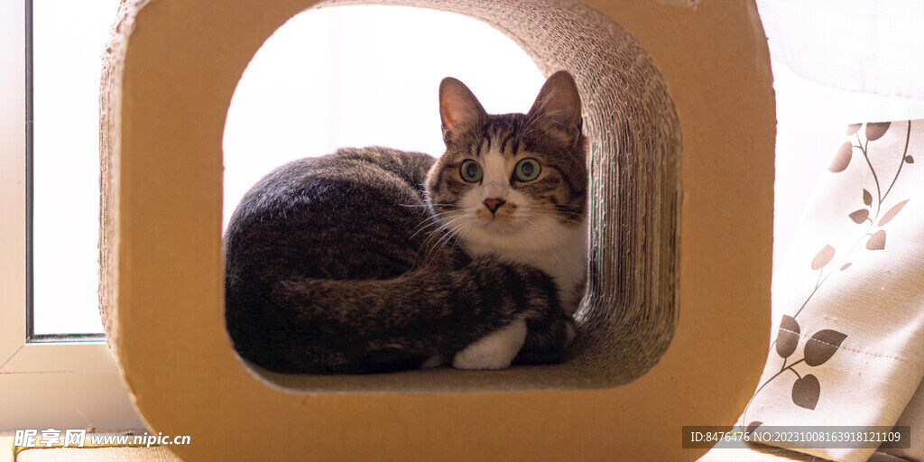 猫