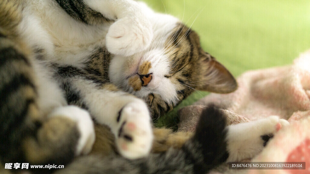猫