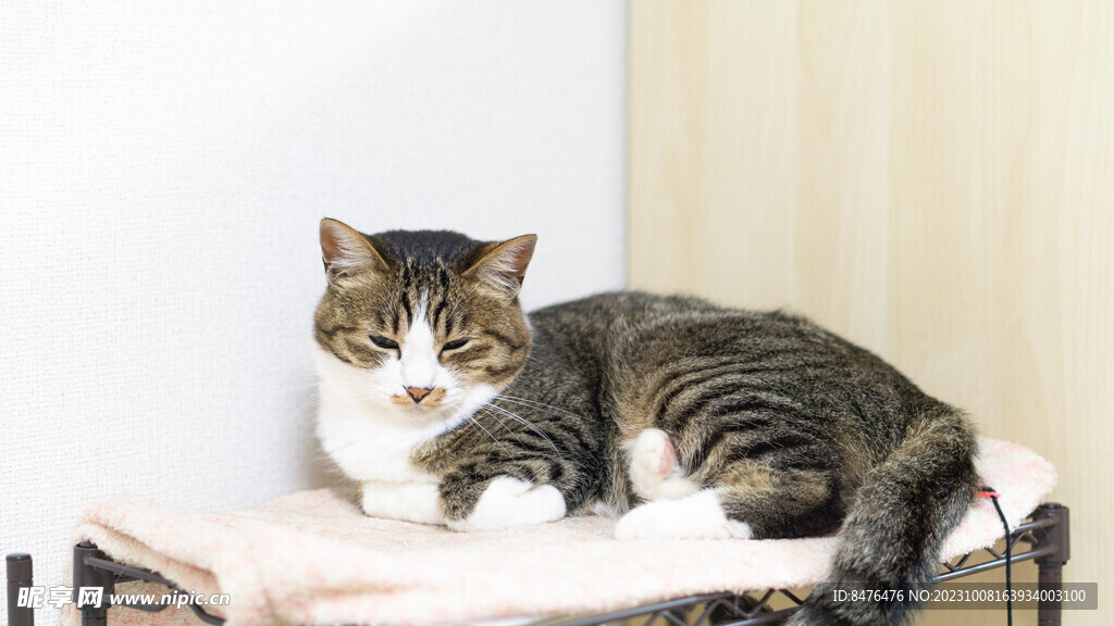 猫
