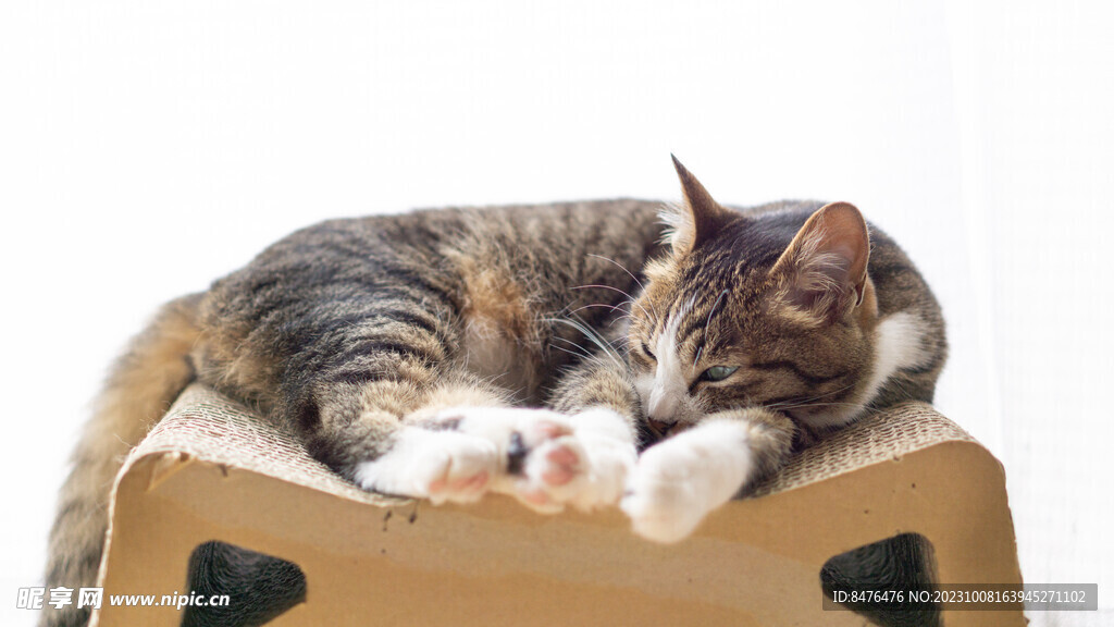 猫