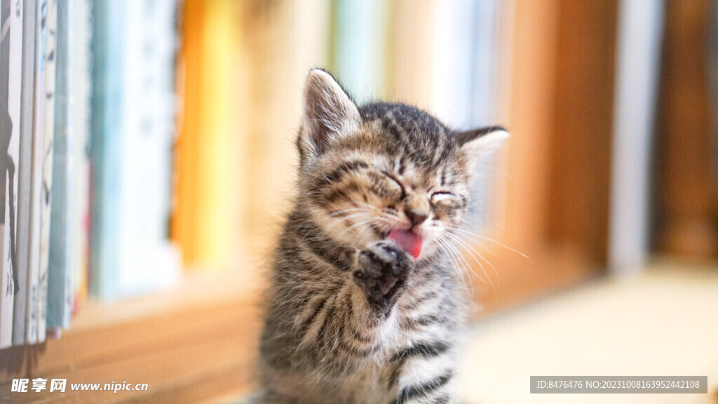 猫