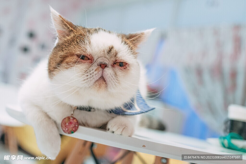 猫