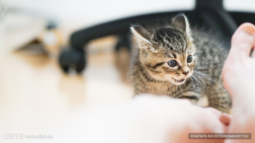 猫