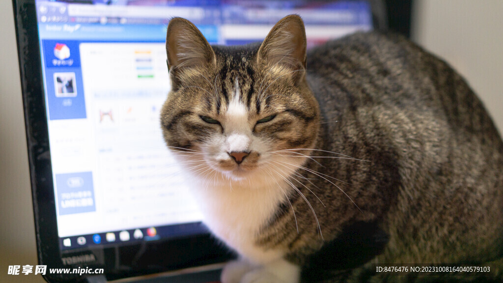猫