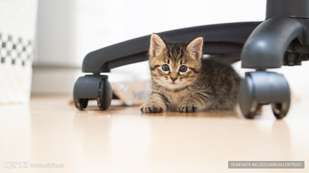 猫