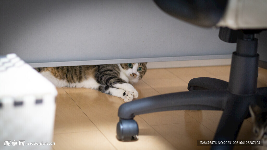 猫