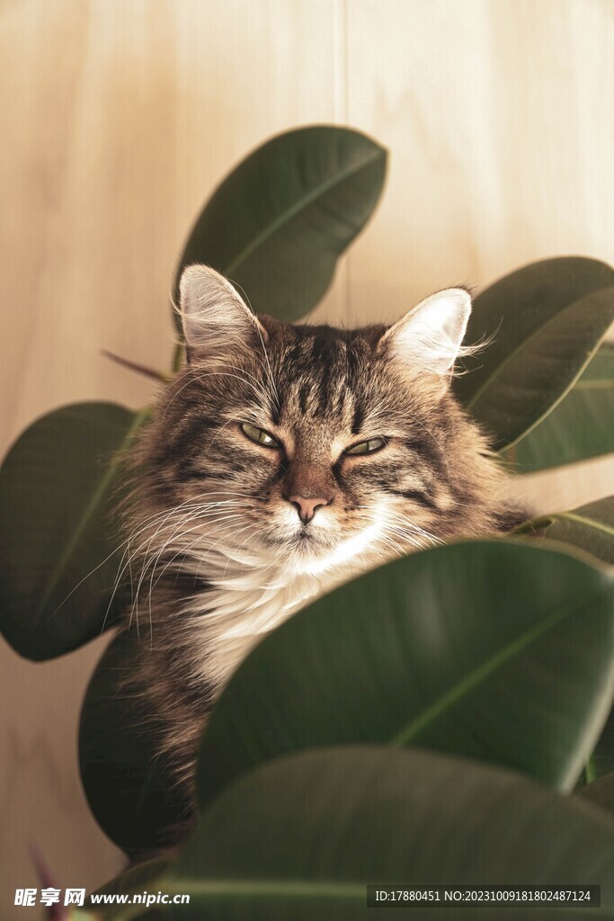 猫