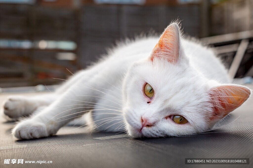 猫
