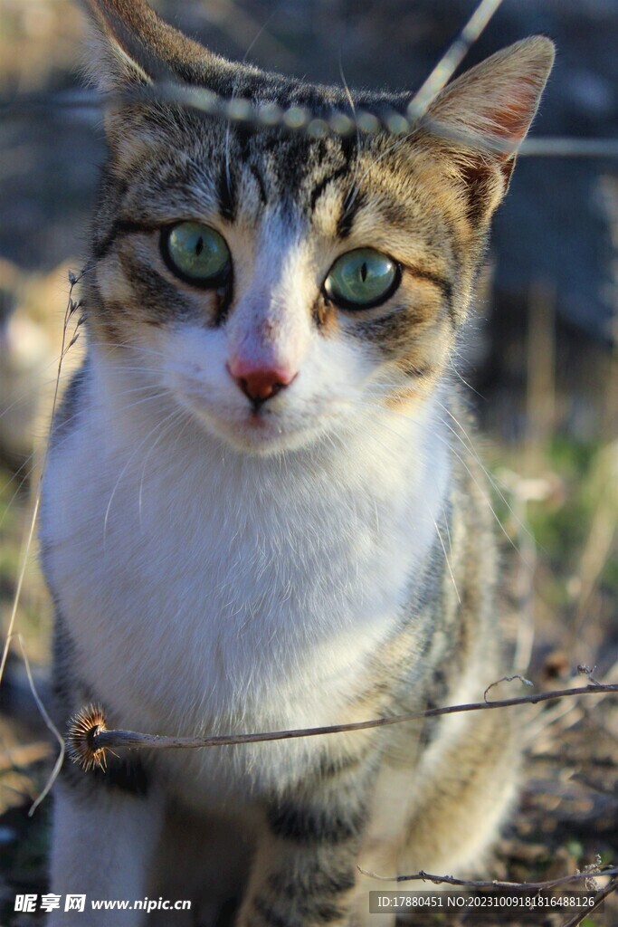 猫