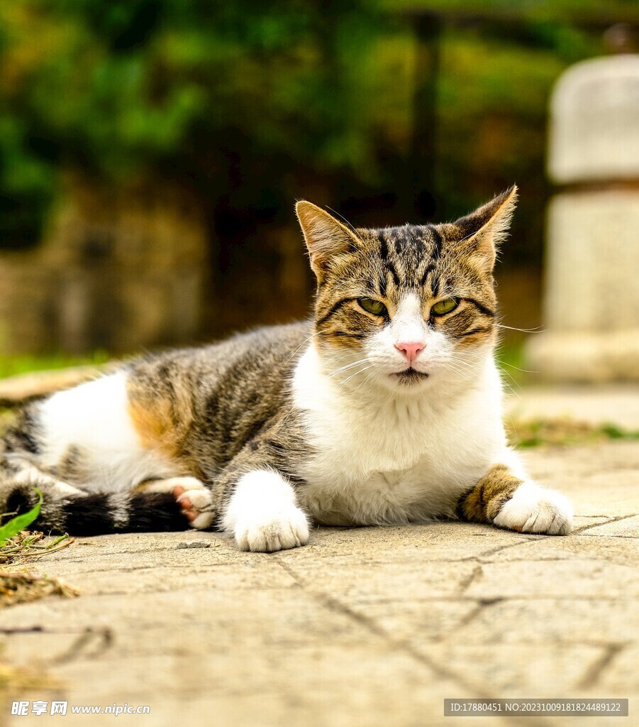猫