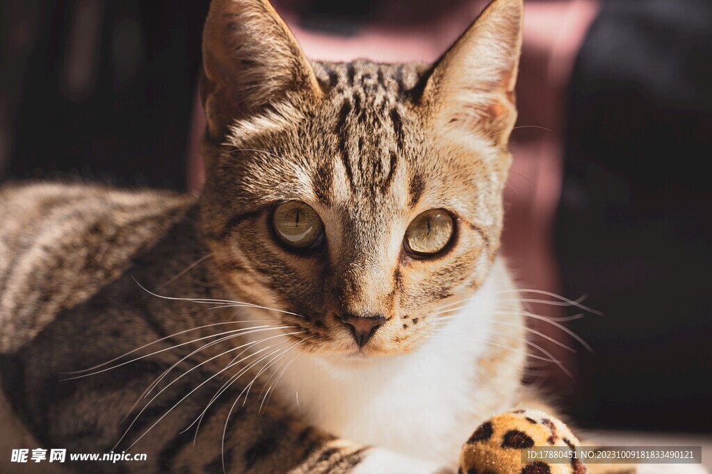 猫