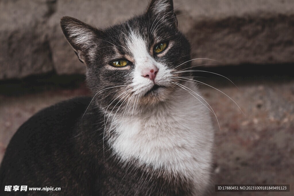 猫