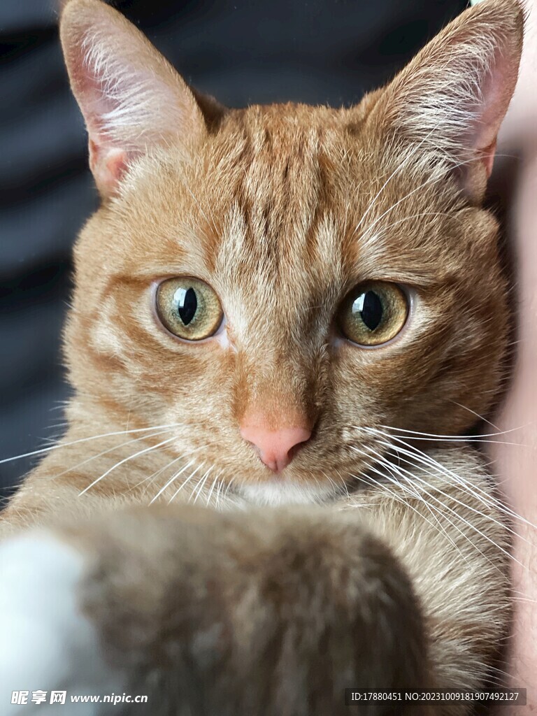 猫