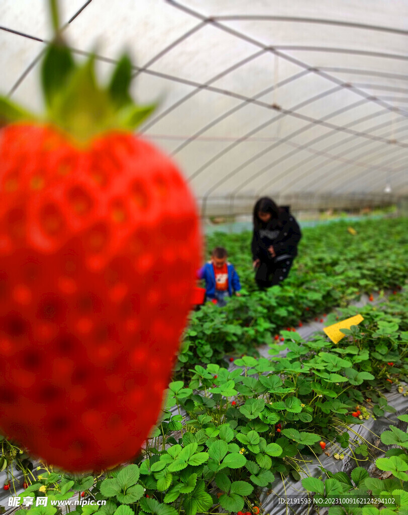 草莓 採摘 田园