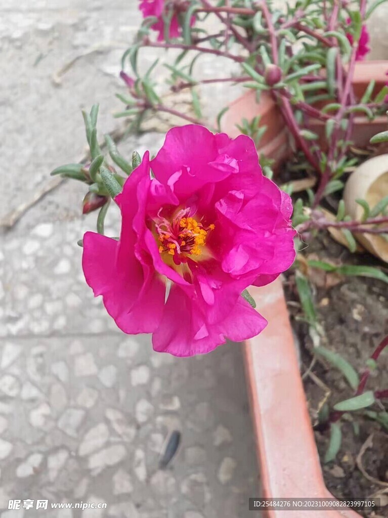 清晨鲜花花朵