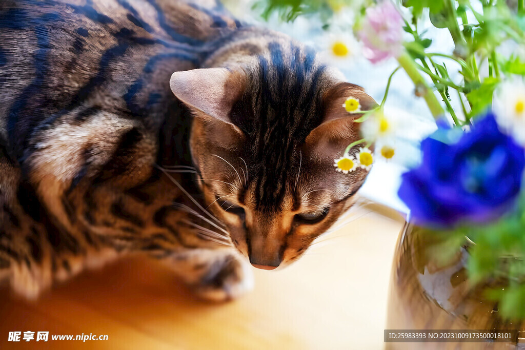 猫