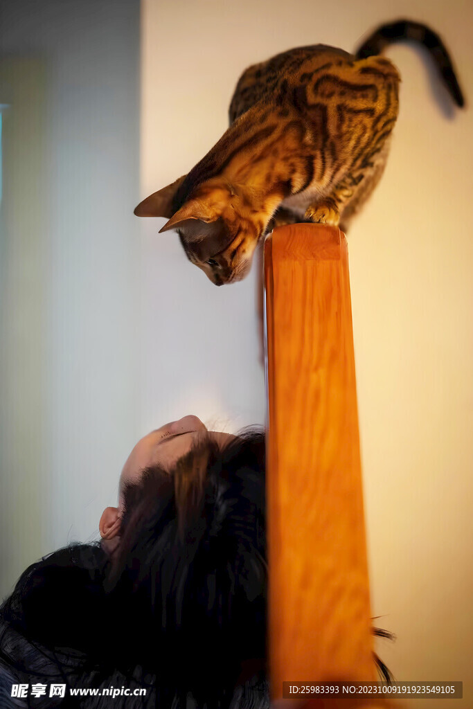 猫