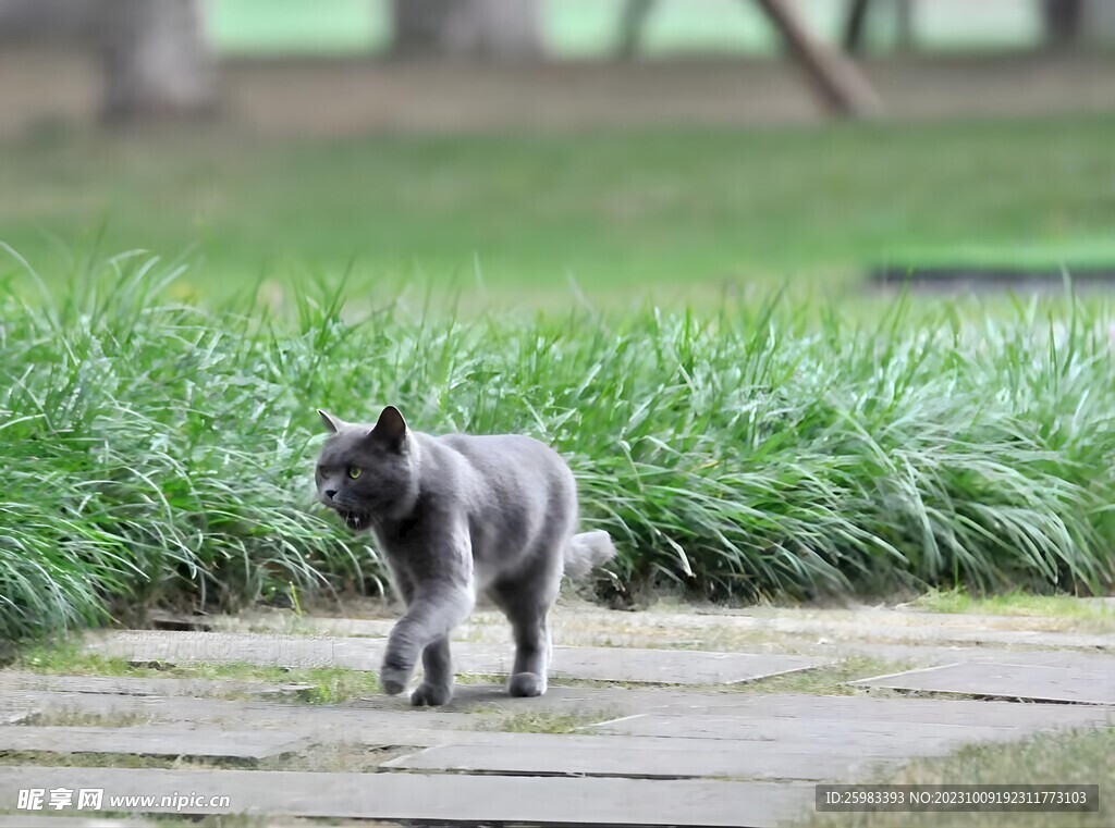 猫