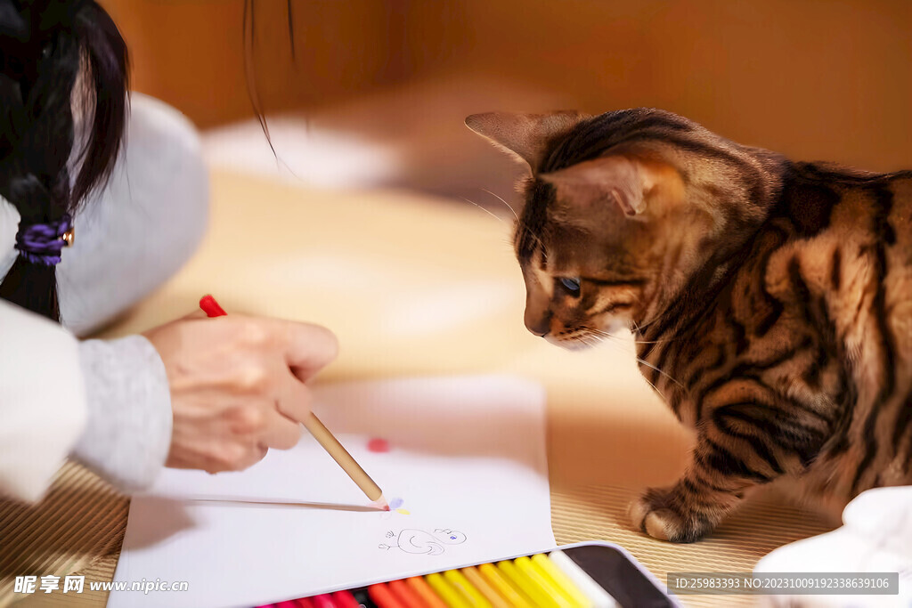 猫