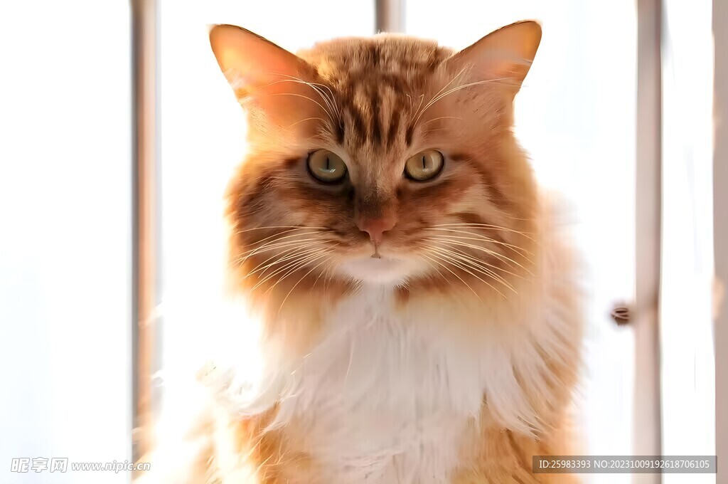 猫