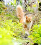 猫