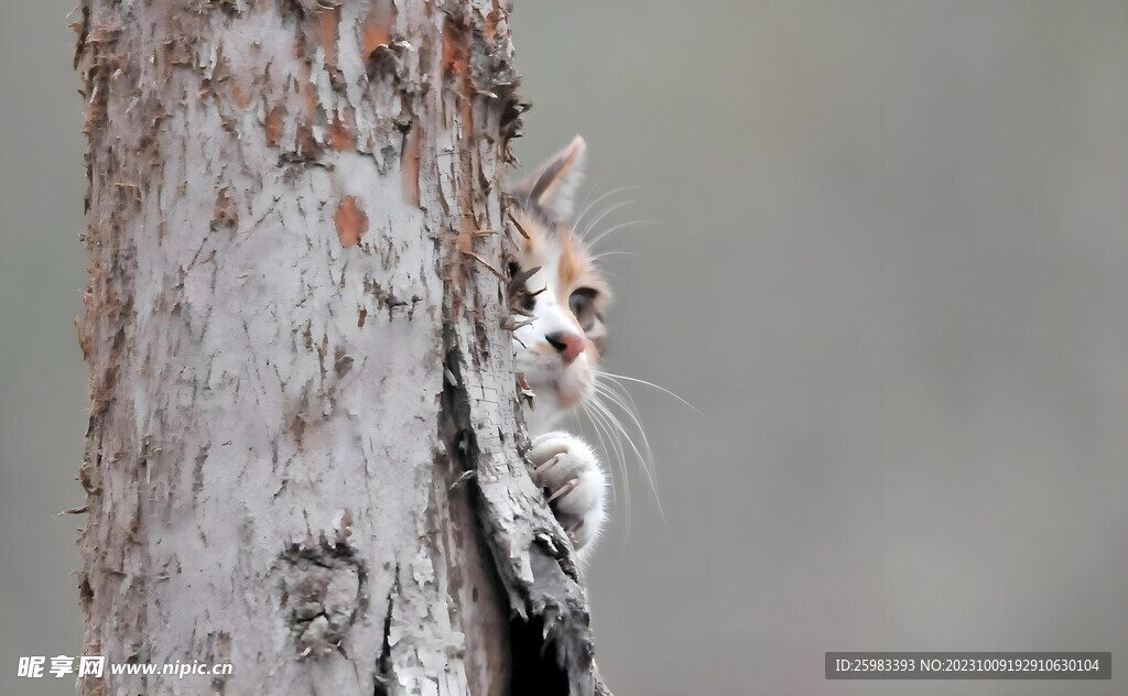 猫