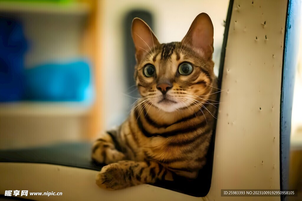 猫